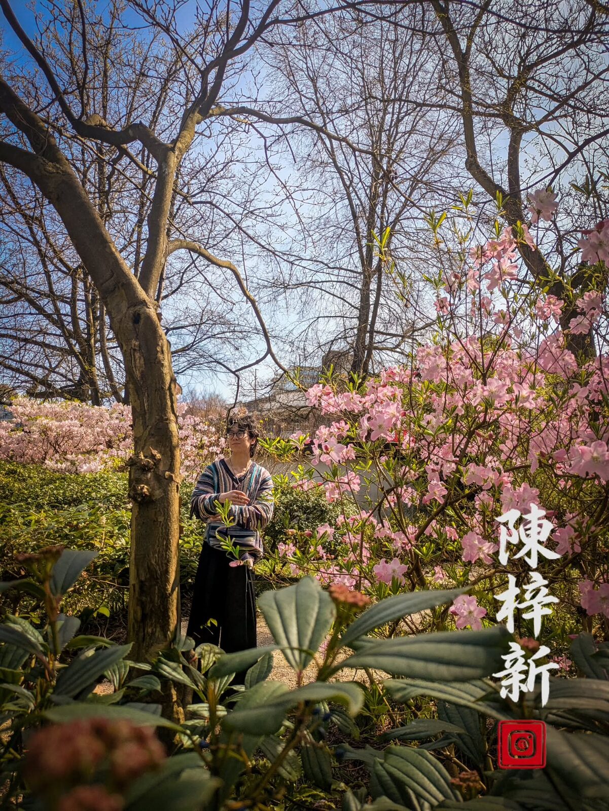 Among the Blossoms