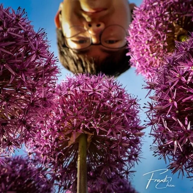 Allium, Upside Down