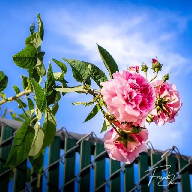 Rose on the Fence