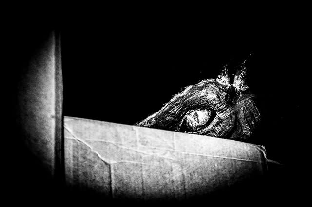 Mask in the Box